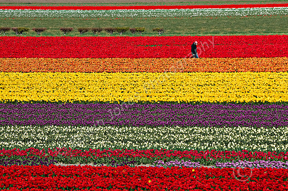 Dutch Tulips Rainbow Lines