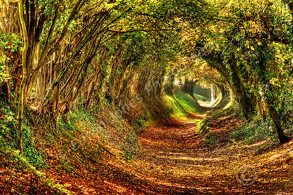 Autumn Path