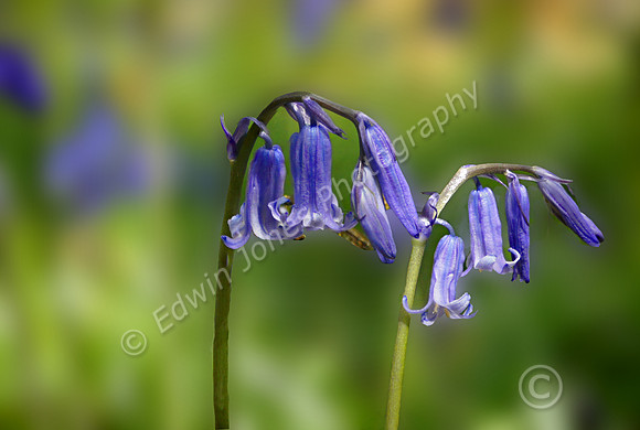 Twin Bluebells Angmering