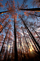 Woodland Autumn Dawn