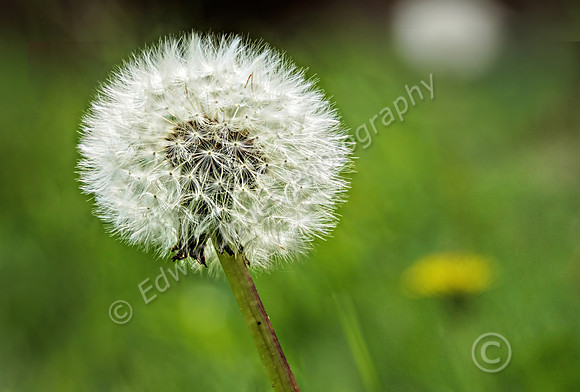 Dandelion in Spring Focus