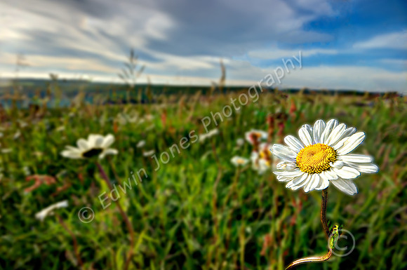 Downland Daisies Halnaker