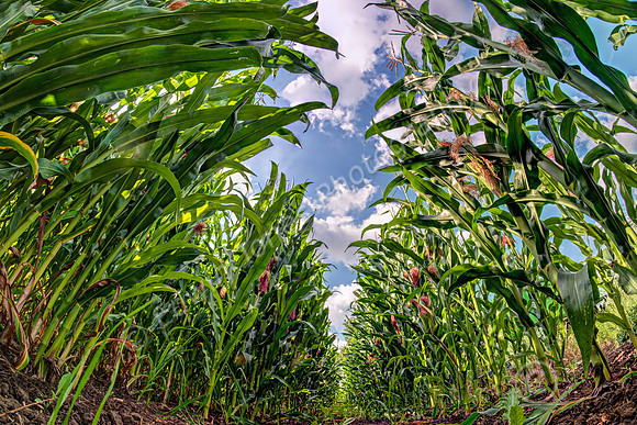 Sweetcorn View