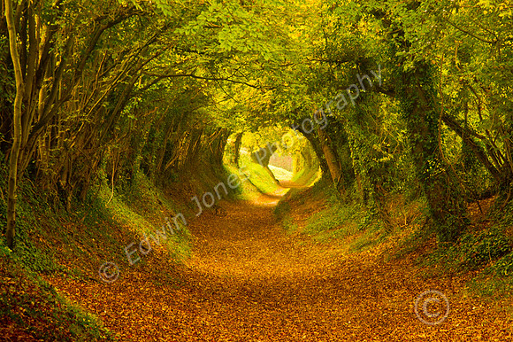 Halnaker Path as Seen on TV
