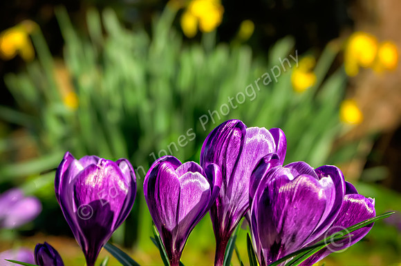 February Spring Bognor Regis