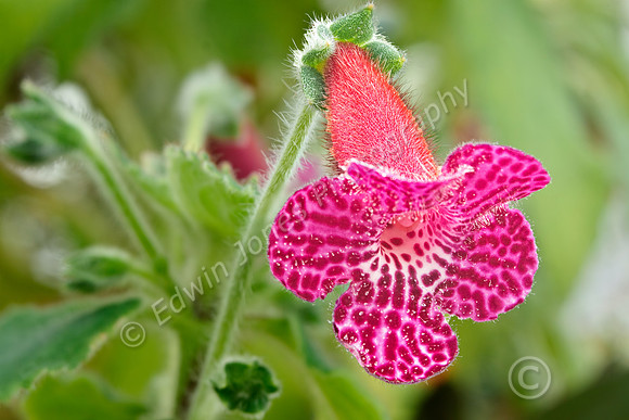 Hairy Spotted Orchid
