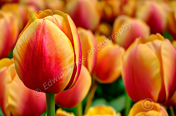 Tulip Gardens Holland HDR