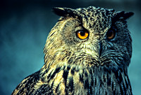 Owl Penetrating Eyes