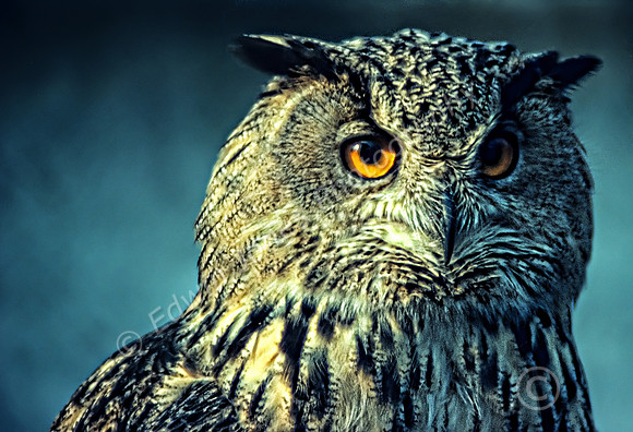 Owl Penetrating Eyes